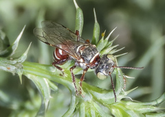 Clypeadon laticinctus