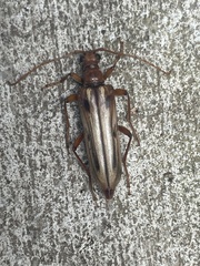 Ortholeptura valida
