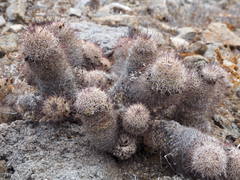 Mammillaria dioica