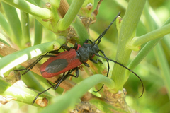 Purpuricenus kaehleri