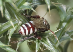 Clypeadon laticinctus