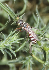 Clypeadon laticinctus