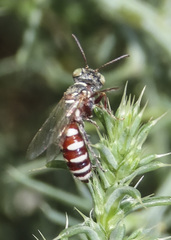 Clypeadon laticinctus