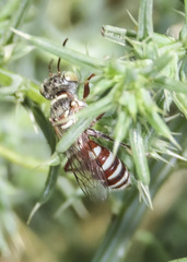 Clypeadon laticinctus