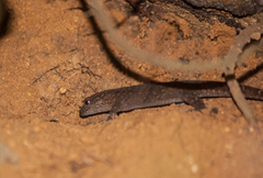 Gymnodactylus darwinii