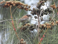 Lanius collurioides