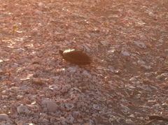 Malaclemys terrapin