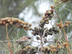Lanius collurioides