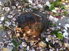 Malaclemys terrapin