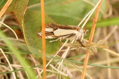 Crambus agitatellus