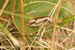 Crambus agitatellus