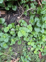 Pilea nummulariifolia