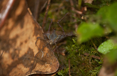 Ubatubesia amplicoxae
