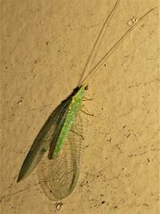 Apertochrysa edwardsi