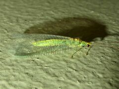 Apertochrysa edwardsi