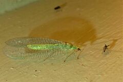 Apertochrysa edwardsi