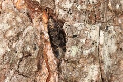 Chionodes thoraceochrella