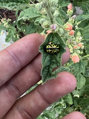 Calligrapha serpentina