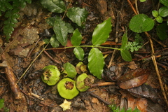 Campomanesia phaea