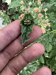Calligrapha serpentina