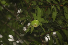 Campomanesia phaea