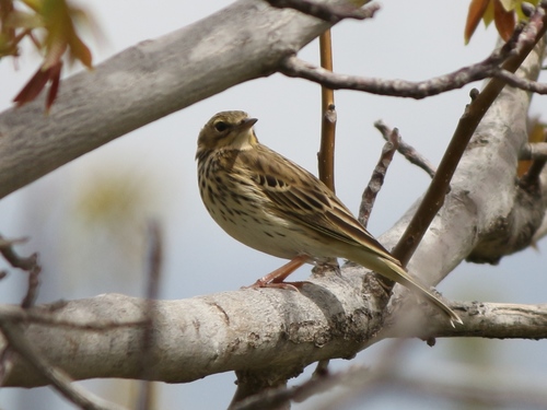 Tree Pipit (Anthus trivialis), photo 8