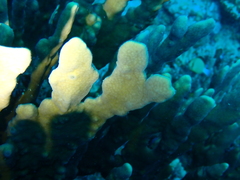 Millepora platyphylla