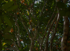 Plinia edulis