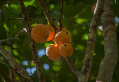 Plinia edulis