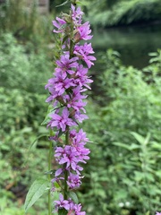 Lythrum salicaria