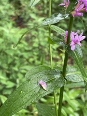 Lythrum salicaria