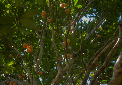 Plinia edulis