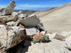 Townsendia condensata