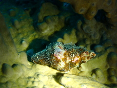 Latirus gibbulus