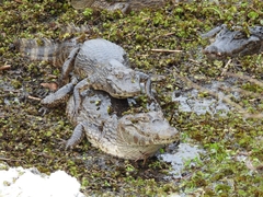 Caiman