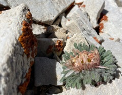 Townsendia condensata