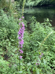 Lythrum salicaria