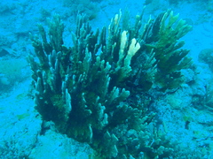 Millepora platyphylla