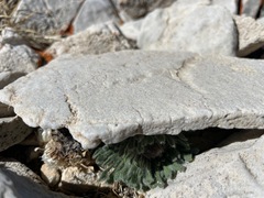 Townsendia condensata