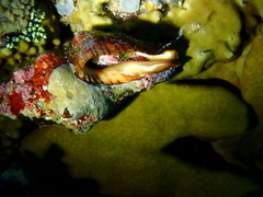 Latirus gibbulus