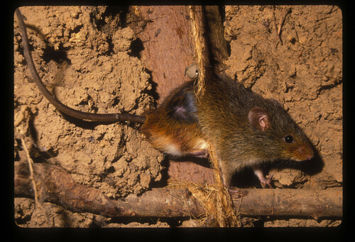 Common Rufous-nosed Rat