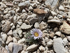 Townsendia condensata