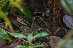 Bothrops jararacussu