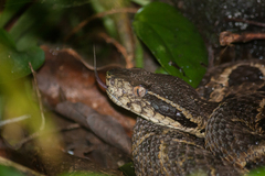 Bothrops jararacussu
