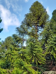 Araucaria bidwillii