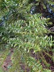 Araucaria bidwillii