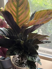 Goeppertia sanderiana