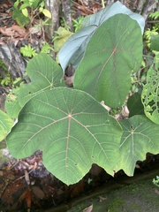 Macaranga griffithiana