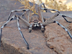 Eusparassus oraniensis