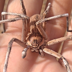 Eusparassus oraniensis